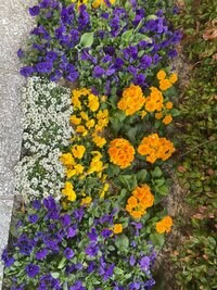 市川海老蔵『思い出』