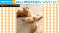 「えっ、撮ってた…？」無防備すぎるヘソ天姿→“気まずい表情”をする犬に反響「可愛い」「乙女」
