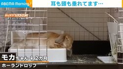 寝床で“ぺったんこ”になるウサギが悶絶な可愛さ “ウトウト”寝落ちする姿が話題に