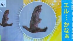 「エルかな…」猫がジャンプ！数々の“華麗なポーズ”が話題「バレリーナみたい」「ナイスショット」