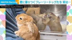 2匹のプレーリードッグが抱っこアピール! …かと思いきや“意外な理由”でガラスに張りつく笑撃行動に「スルーできる自信ありません（笑）」などツボっちゃう人続出