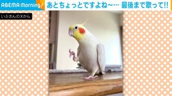 『幸せなら手をたたこう』を歌うインコ→「なんでそこ?!」とツッコミたくなる箇所でやめる姿に「うろ覚えなのがまた可愛い笑」「やめるんかーい！ｗ」と反響続々