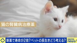 猫の寿命が30歳に？新薬承認申請で注目される「ペットの延命」 飼い主が向き合うべき命の選択とは