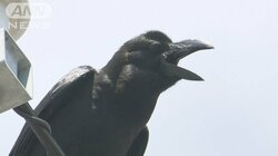 イエローカードでカラス撃退　まぶしい「特別な光」ひるむ　子育て中で攻撃的に