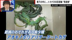 靴下の中に詰め込み→生きたトカゲ200匹を密輸未遂…メキシコ国籍の男を逮捕 「1匹10万円」で取引されるケースもある絶滅危惧種
