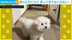離してくれない… 遊び盛りな犬の“可愛らしい”わがまま行動に飼い主タジタジ
