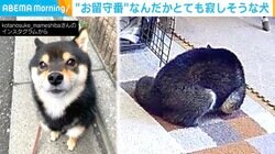 お留守番中“まあるい”背中で寂しさを語る豆柴 「後ろからぎゅーってしたい」「丸くなって待ってるんですね。お部屋の真ん中で（笑）」と反響