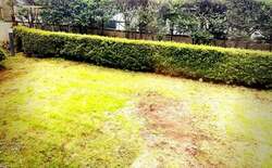  高橋真麻、庭の手入れ中にテンションが下がった出来事「スッキリして良かったです」 