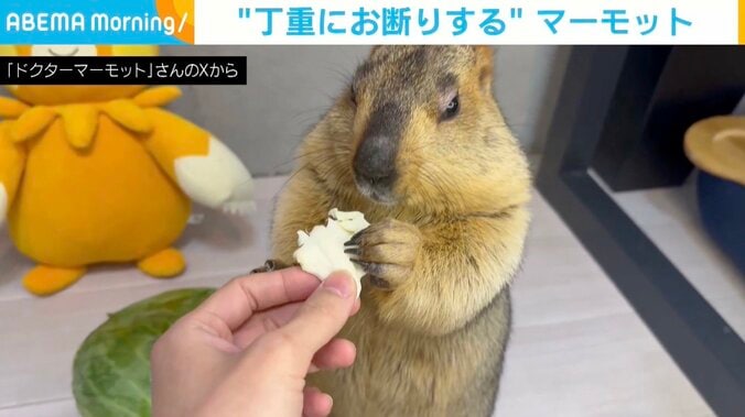 ヒマラヤマーモットのまもちくん