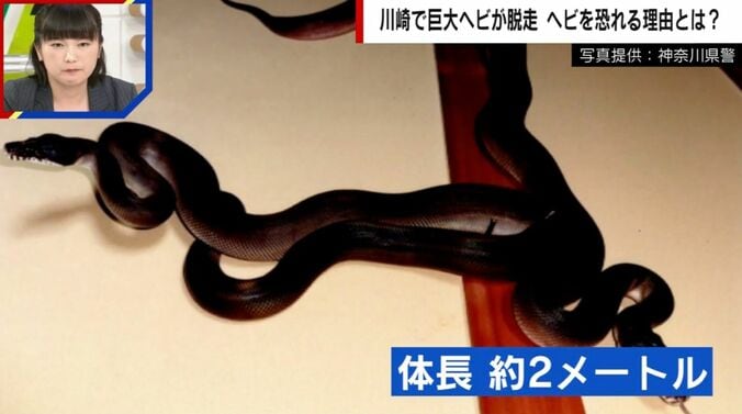 体長約2メートル