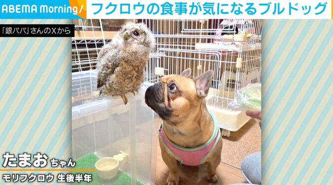 モリフクロウのたまおちゃん、フレンチブルドッグのボンくん