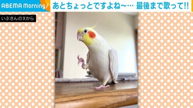 オカメインコのキラくん