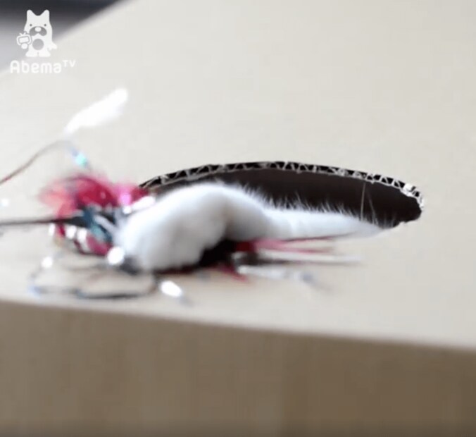 猫ポッケ、モグラ叩きゲームにハマる「本能には逆らえないにゃ…」 6枚目