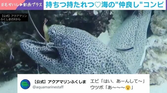 ニセゴイシウツボとアカシマシラヒゲエビ