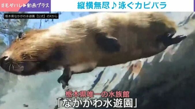 縦横無尽に泳ぐカピバラ!?