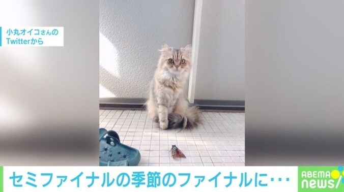 今年もありがとニャ！ 2021年に話題を集めた猫のおもしろ投稿5選 6枚目