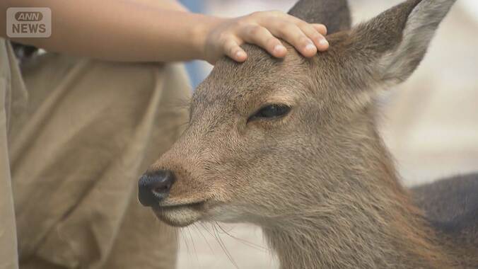 奈良公園近くで体の一部がない子ジカの死骸4体見つかる　人が危害加えた可能性 1枚目