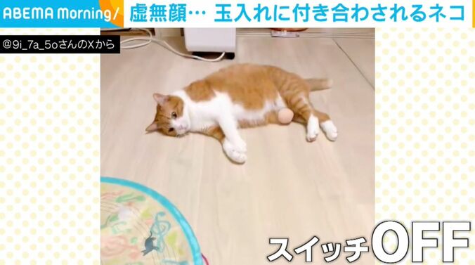 猫のきなこちゃん