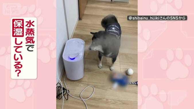 水蒸気で保湿している？