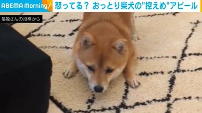 不思議な体勢でじーっと見つめる柴犬 “控えめ”な遊んでアピールに飼い主「ついつい遊んでしまう」 1枚目