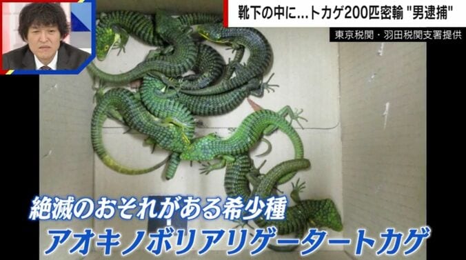 東京税関・羽田税関支署提供