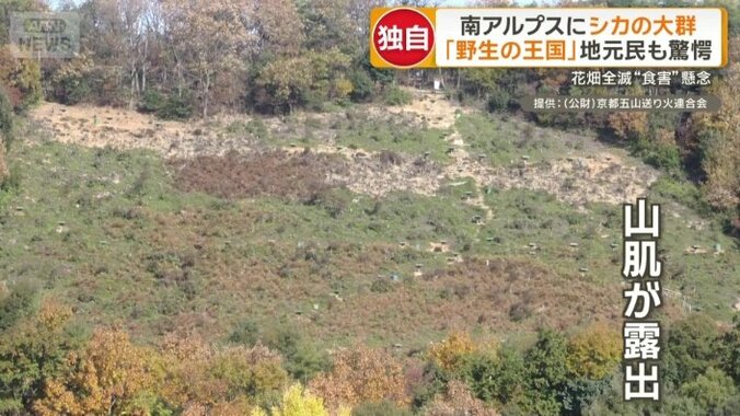 京都ではシカの食害により山肌が露出