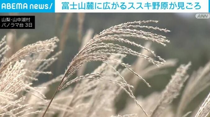 ススキ