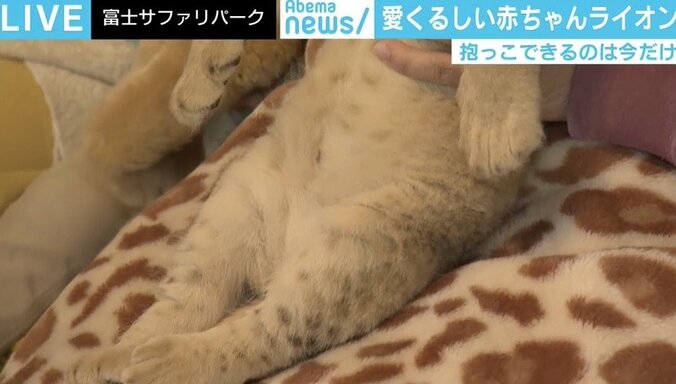富士サファリパーク、GWに赤ちゃんライオンを抱っこできるイベント実施 2枚目