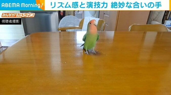 パパンッパンッ「ピィ！」 飼い主の手拍子に絶妙な“合いの手”を入れるインコに反響 1枚目