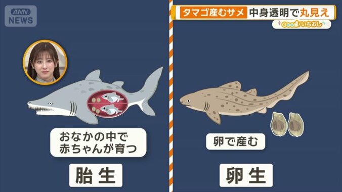 サメの繁殖について