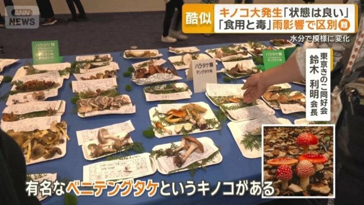 東京きのこ同好会が主催「きのこ展」