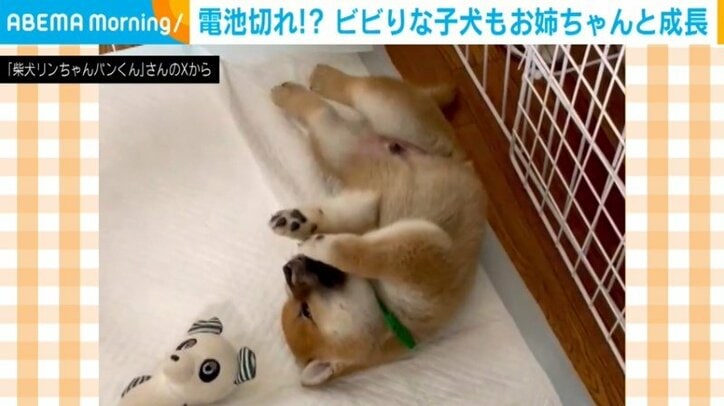 柴犬のパンくん