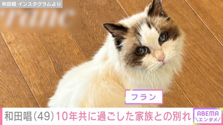 【写真・画像】上野樹里(39)の夫・和田唱(49)、10年共に過ごした愛猫との別れ「心にポッカリ穴」 妻の帰宅前日まで懸命に生きる 2枚目