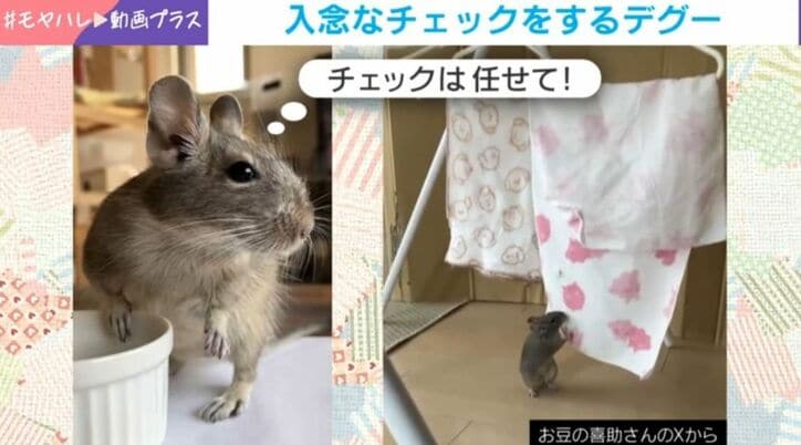 デグーの喜助くん