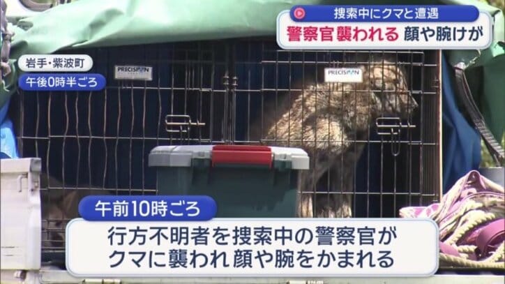 駆除されたクマ