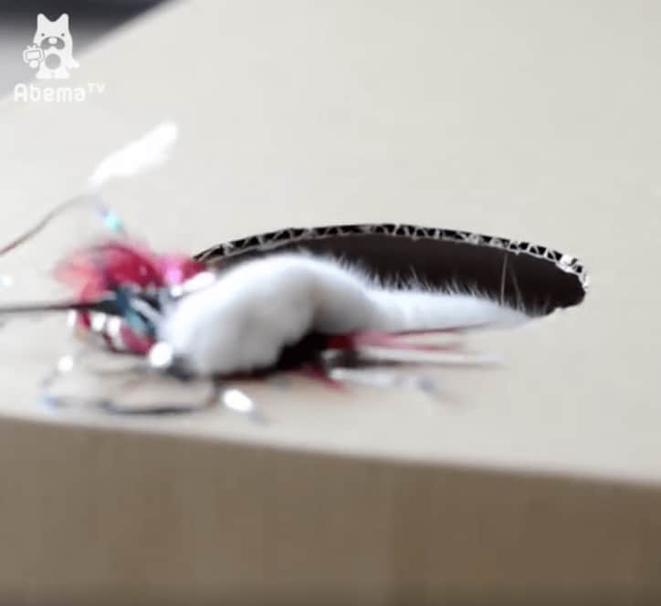 猫ポッケ、モグラ叩きゲームにハマる「本能には逆らえないにゃ…」