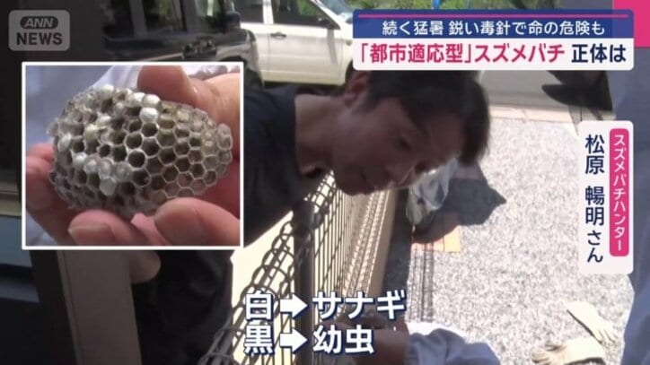 白いのがサナギ 黒いのが幼虫