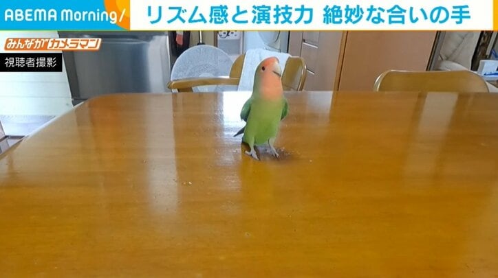 パパンッパンッ「ピィ！」 飼い主の手拍子に絶妙な“合いの手”を入れるインコに反響