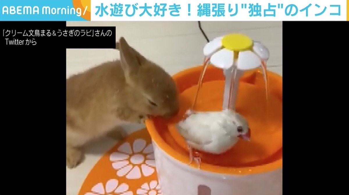 水飲み場をウサギに荒らされ尾羽で 抵抗 文鳥のまるくん 戸惑いながらも楽しく生活 Abematimes Goo ニュース