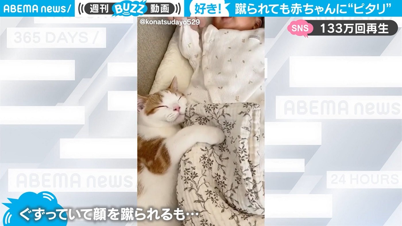 赤ちゃんに蹴られても 好きニャンだもん 幸せそうに寄り添う子猫に飼い主 健気でほっこりしました 国内 Abema Times