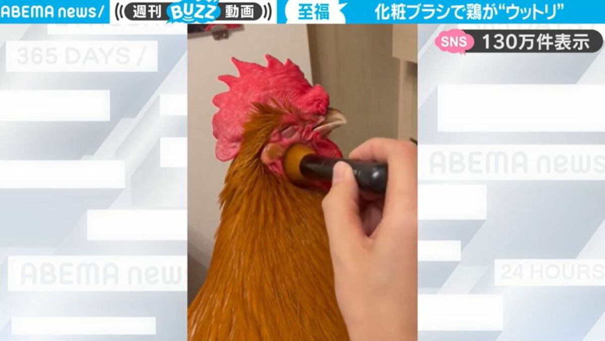 にわとり 化粧ブラシを使ったマッサージにうっとりするニワトリ…「もっとやって