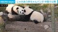 じゃれあう3頭の赤ちゃんパンダ 世界的にも有名なパンダの研究施設が映像公開 中国