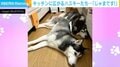 「正直、じゃまです（笑）」キッチンを占領するハスキー2匹に「『お気になさらず』と言いたげな目」「ジャマすれば、かまってもらえるもん！」など反響