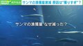 漁獲量激減の原因は“各国の獲りすぎ”!? サンマの資源数減少に警告の声「科学的根拠に基づく“漁獲枠”の割り当てを」