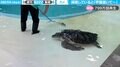 もはや掃除どころではない…飼育員の前にウミガメの列 “甲羅磨き”をねだる姿に「やっぱり知性みたいなのあるんだ」