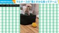 “落とすから拾って”にハマる犬 終わらないゲームに飼い主タジタジ