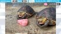 「マズっ!」スイカを食べたカメ2匹のリアクションがシンクロする動画に「すごい不味そうにしてるw」と話題