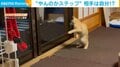 生後6カ月の猫が初めてのガラスに映る自分に“興奮” 勘違いで大暴れする姿に飼い主ほっこり