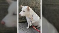【映像】注射した違う足を痛そうにする柴犬