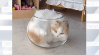 【映像】金魚鉢に“にゅるん”と収まる猫